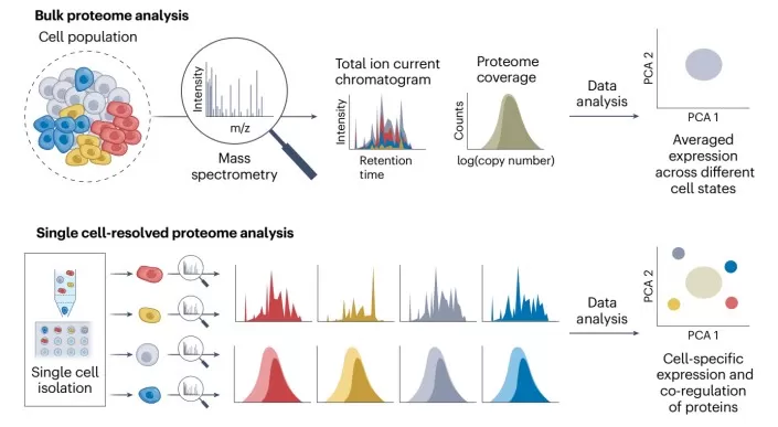 Deep single-cell proteomics to gain biological insights